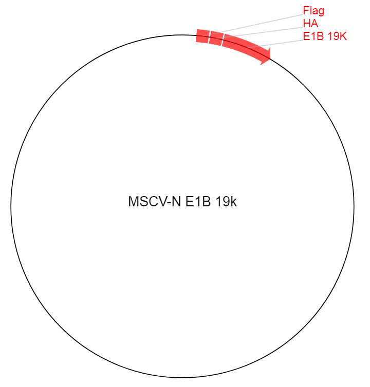 MSCV-N E1B 19k质粒图谱
